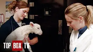 Orphan Lamb Rescue - Campus Vets 106 - Rescuing Riza