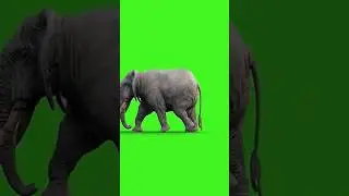 Elephant green screen for free⚡