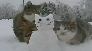 The snow cat of our dreams