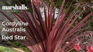 Cordyline Australis &lsquo;Red Star&rsquo; &ndash; Growing Advice & Similar Plants to try