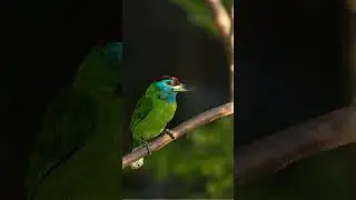Blue Throated Barbet