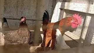 Amazing rooster morning crowing sounds 🐓🐔 #birds #chicken 