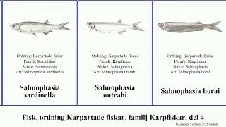 Fisk, ordning Karpartade fiskar, familj Karpfiskar, del 4 salmophasia rasbora rhinichthys puntius