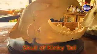 Kinky Tail / Shaka Mapogo - Never Been Forgotten.