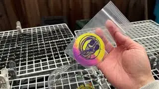[МЕДАКА] Декабрь и еда GEX | Японская рыба с рисом | [Медака]
