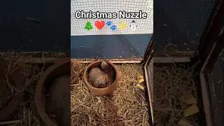 Prairie dogs nuzzle up for CHRISTMAS at Robinson Zoo 🎄 #Christmas