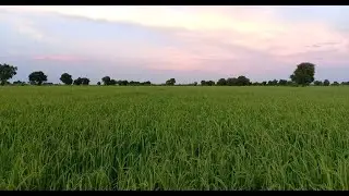 Rice Field Landscape View in the evening from Cambodia