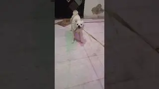 cooker dog #doglove #trendingshorts #funny #song #trending #shortsvideo