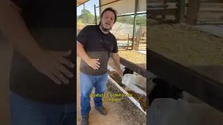 O que d&aacute; mais dinheiro na ovinocultura?