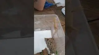 Not jumping spider related but this is our crested gecko Luna. Love feeding her