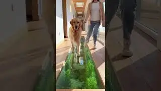 😂🐾🐟300 IQ...0? Cat vs Dog&hellip; Who wins the funny fight #funny #pets #cute