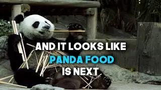 Is Bamboo the New Carbon Fibre?