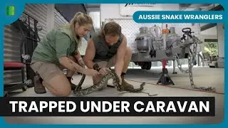Rescuing a Jungle Python From a Caravan Trap | Aussie Snake Wranglers