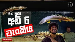 පරණ එකට අලුත් එකක් 😍 | The Fishyflex #polypterus #monsterfishtank #fishkeeping