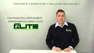 COMMENT EXTERMINER LES CHAUVES-SOURIS ? ( Élite Gestion Parasitaire )