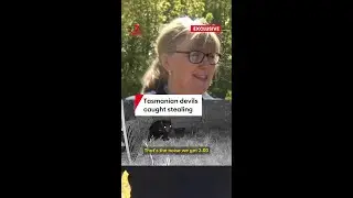 Thieving Tasmanian devils caught stealing dog toys