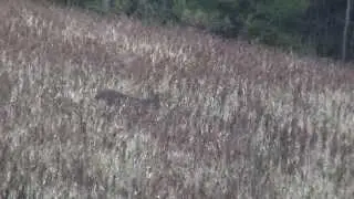 257 Weatherby Magnum Knockdown Power on a Whitetail Buck