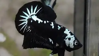 Top grade super black mamba betta