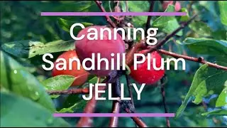 &ldquo;How to Can Sandhill Plum Jelly | Easy Recipe & Step-by-Step Guide #Canning #FoodPreservation&rdquo;