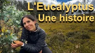 Histoire d'un Eucalyptus