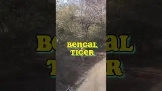 Exploring the Biodiversity of The Sundarbans: A Wildlife Adventure #shorts #facts