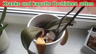 Kranke und kaputte Orchideen retten – Anleitung / Blätter sind welk / schlaff schrumpelig gelb braun