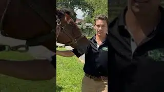 The Best Fly Spray for Horses #pestcontrol #equestrian #horses