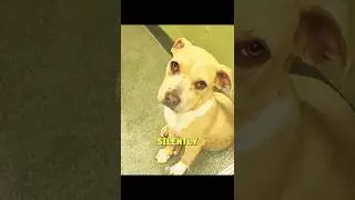 Two Dogs With Only Six Days Left Still Waiting for Love 💔🐶