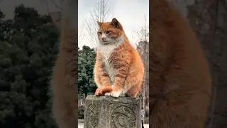 Relaxing Cat Moment🎶🐱❤️ #cat #catlover #catvideos #cutecats #meow #animals #shorts #shortvideo