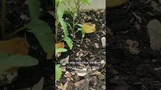 Coriander seeds always produce 2 twin plants #plants #learning #nature