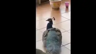 Peacock Got Lost In A Neighbourhood And Ended Up Making A Friend