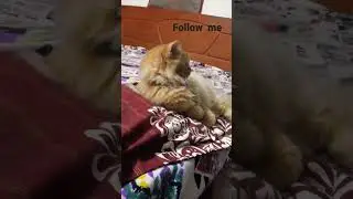 #Persian #pet #petparent #cat #kittycat #animalpet #kitten #pets #cats