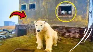 Russian Photographer Takes Photos Of Polar Bears That Took Over Abandoned Buildings
