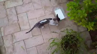 My Lovely kitten Drink Milk || Cute Kitten Cat Baby SR Animals