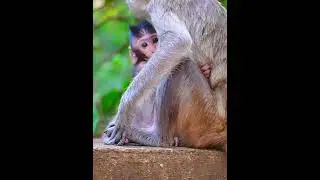 Young mom really follows baby walking #adorablemonkey #babyanimal #babymonkey