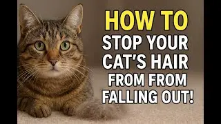 How to Stop Your Cat&rsquo;s Hair from Falling Out! 🐱💭