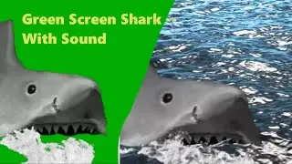 Green Screen animated Shark  with sound