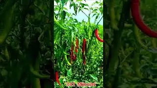 341 Mirchi Special