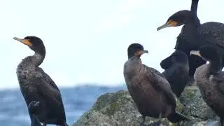 Double-Crested and Pelagic Cormorants drying off