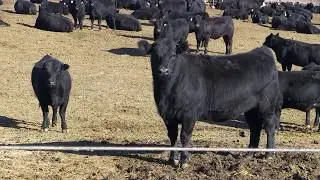 Premium beef and new cars