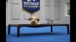 Desi (Havanese) Puppy Camp Dog Training Video Demonstration