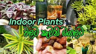 Indoor Plants 🌿 | Indoor Plants වලට කැමති ඔයාලට 🌵🌱#indoorplants #plants #dayvlog