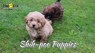 Shih-poo Puppies