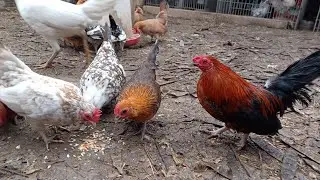 Петухи и куры Кикирики (ацтекские) / Новые петухи и цыплята, и как поживают малыши