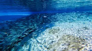 Silver Glen Springs in the Ocala National Forest