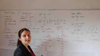 2  Concluzii Aminoacizi si proteine
