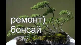 Ревизия и ремонт бонсай.