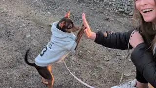 Bewerbung Top Dog 2025 | Prager Rattler Baylee zeigt was sie kann 