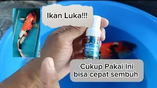 Fish is injured!! Use this to heal quickly