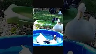 Grumpy Duck Scolds Other Ducks #duckbehavior  #duck #funnyduck